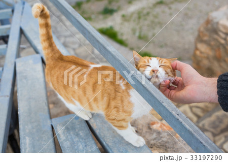 Homeless cat, pet and animals concept - Man caress Homeless cat, pet and animals concept - Man caress 33197290