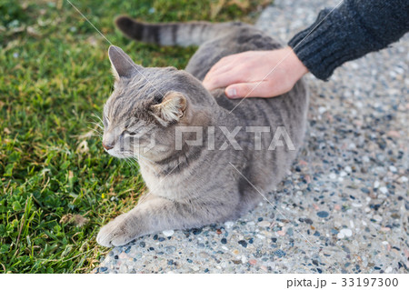 Homeless cat, pet and animals concept - Man 33197300