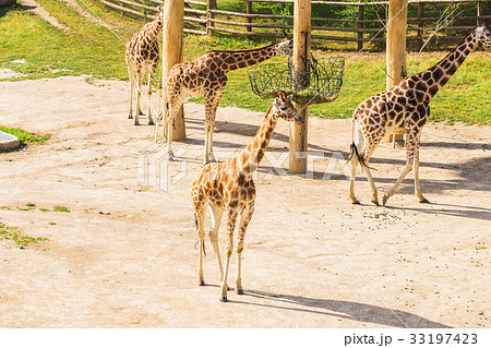 Giraffes herd at the zoo Giraffes herd at the zoo 33197423