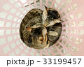 two cute adorable Cats kissing cuddle in basket. 33199457