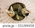 two cute adorable Cats sister cuddle lying basket. 33199458