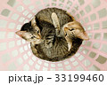 two cute adorable Cats sister cuddle lying basket. 33199460