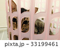 adorable Cat lying basket Lovely cute kitten home 33199461
