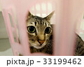 adorable Cat lying basket Lovely cute kitten home 33199462