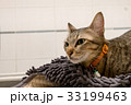 adorable Cats lying carpet Lovely cute kitten home 33199463