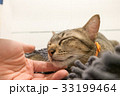 woman hand cuddle adorable cute Cat lying carpet 33199464