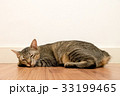 Cat sleeping on wooden floor with white blank wall 33199465