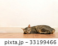 Cat sleeping on wooden floor with white blank wall 33199466