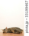 Cat sleeping on wooden floor with white blank wall 33199467