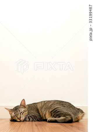 Cat sleeping on wooden floor with white blank wall Cat sleeping on wooden floor with white blank wall 33199467