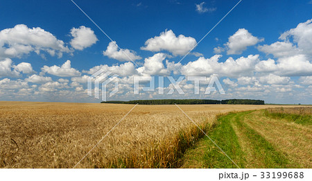 Golden wheat field, road through, blue sky Golden wheat field, road through, blue sky 33199688