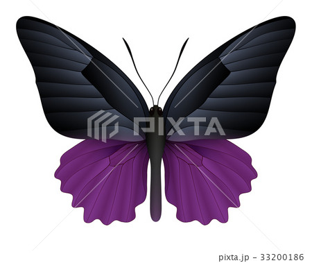 Beautiful butterfly isolated on a white background Beautiful butterfly isolated on a white background 33200186