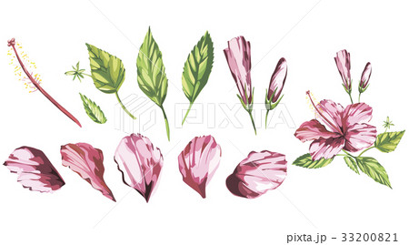 Hibiscus isolated on white background. Tropical 33200821