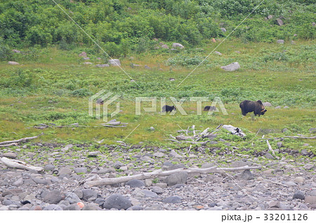 野生のヒグマ〜母グマと3匹の子熊(知床半島 西岸/北海道) 野生のヒグマ〜母グマと3匹の子熊(知床半島 西岸/北海道) 33201126