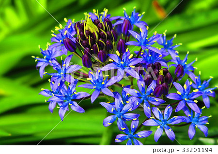 シラー ペルビアナ オオツルボ の花の写真素材