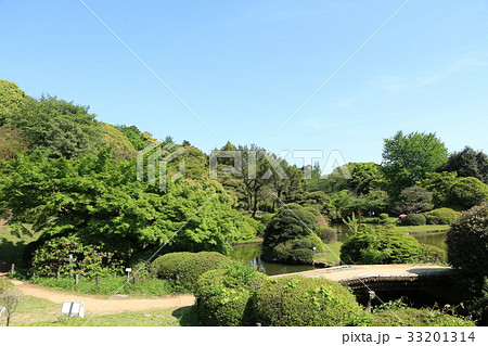 青空快晴の小石川植物園 日本庭園 青空快晴の小石川植物園 日本庭園 33201314