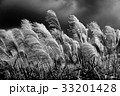 すすき 33201428