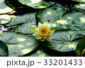 蓮 33201433