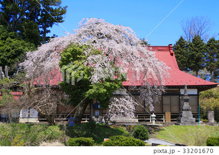 長楽寺の桜（須賀川市） 33201670