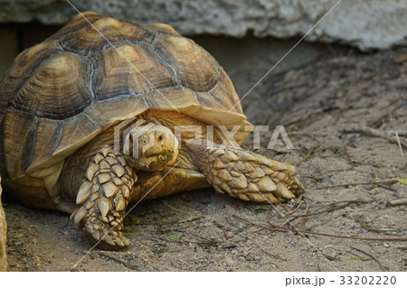亀、カメ(Turtle) 亀、カメ(Turtle) 33202220