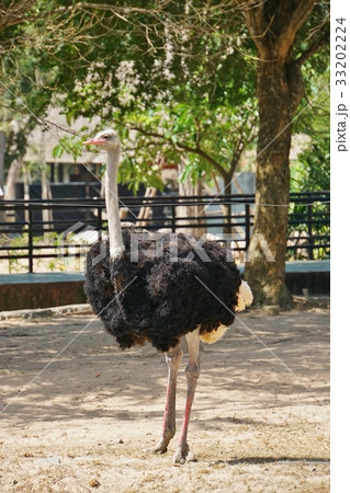 年賀状酉年、鳥、鳥類、動物園、カオ・キアオ動物園 33202224