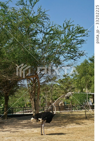 年賀状酉年、鳥、鳥類、動物園、カオ・キアオ動物園 33202225