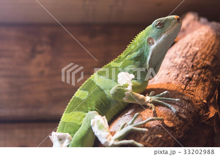 ヒロオビフィジーイグアナ 爬虫類 動物 カラフルの写真素材 3329