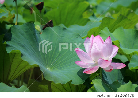 ハスの花 33203479