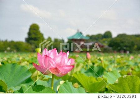 上野恩賜公園不忍池の蓮 33203591