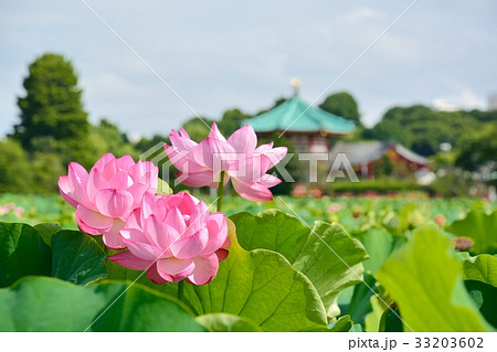 上野恩賜公園不忍池の蓮 上野恩賜公園不忍池の蓮 33203602