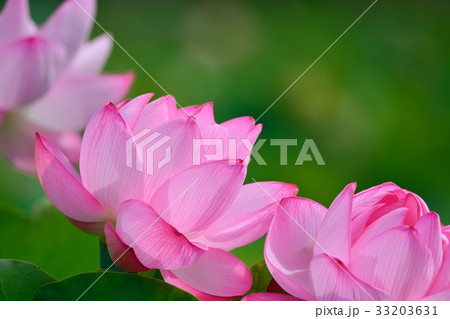 上野恩賜公園不忍池の蓮 33203631