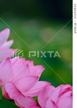 上野恩賜公園不忍池の蓮 33203632