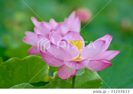 上野恩賜公園不忍池の蓮 33203633