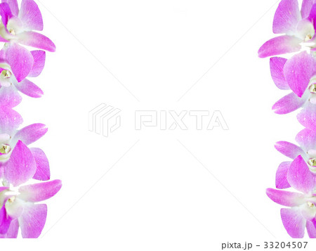 orchid flowers frame isolated on white background orchid flowers frame isolated on white background 33204507
