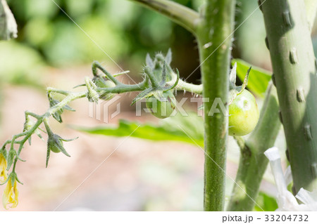 黄化えそウィルスに罹患したトマトの茎 黄化えそウィルスに罹患したトマトの茎 33204732
