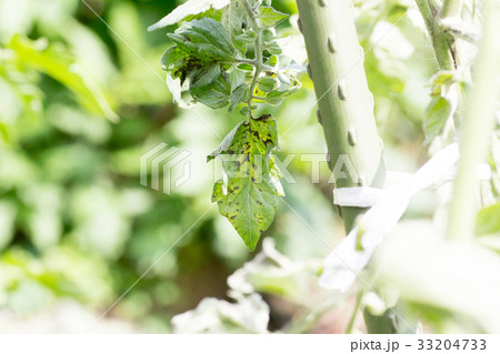 黄化えそウィルスに罹患したトマトの葉 黄化えそウィルスに罹患したトマトの葉 33204733