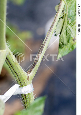 黄化えそウィルスに罹患したトマトの茎の写真素材