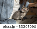 子猫 33205098