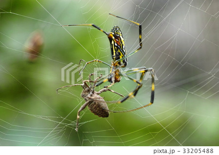 カメムシを捕えたジョロウグモ 33205488