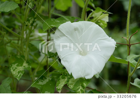 アサガオ117 33205676
