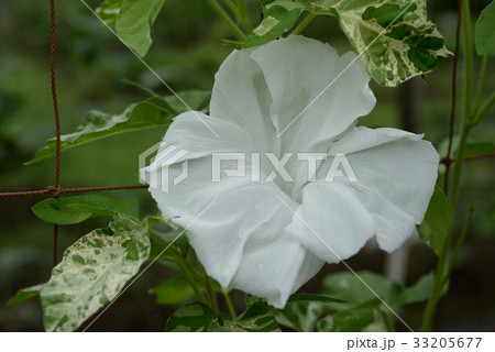 アサガオ118 33205677
