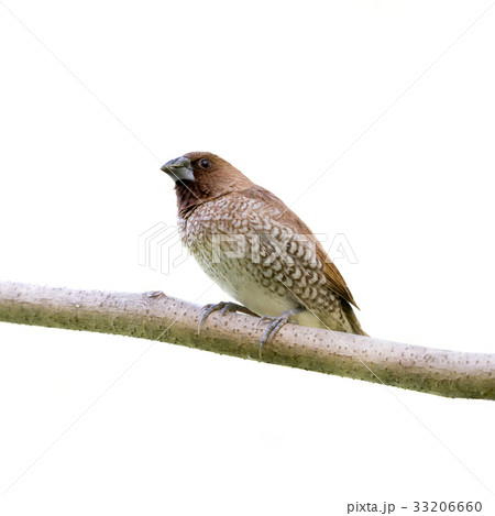 Scaly-breasted Munia Scaly-breasted Munia 33206660