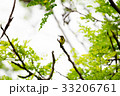 Olive backed sunbird or Yellow bellied sunbird  33206761