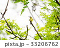Olive backed sunbird or Yellow bellied sunbird  33206762