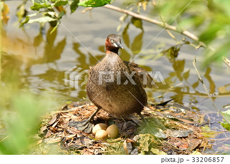 【野鳥】卵を見張るカイツブリ 33206857