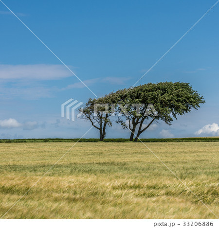 Tree in a green field 33206886