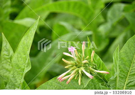 タバコの花 タバコの花 33206910