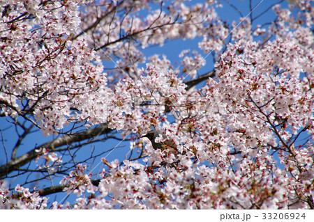 大池公園の桜・ヒヨドリ(矢吹町) 大池公園の桜・ヒヨドリ(矢吹町) 33206924