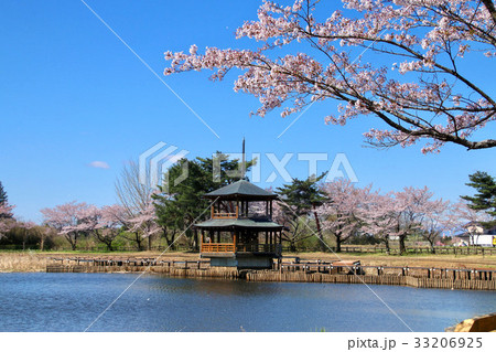 大池公園の桜(矢吹町) 大池公園の桜(矢吹町) 33206925