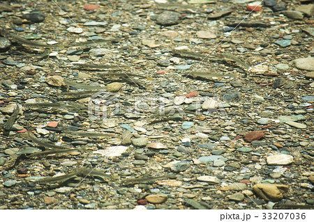 あゆ あゆ 33207036